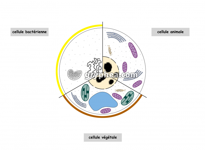 Schéma de synthèse des 3 principaux types cellulaires - infographie - gryphea.com